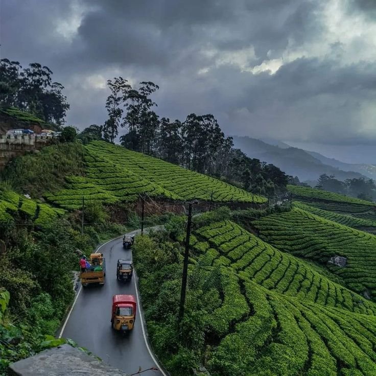 Munnar Hills